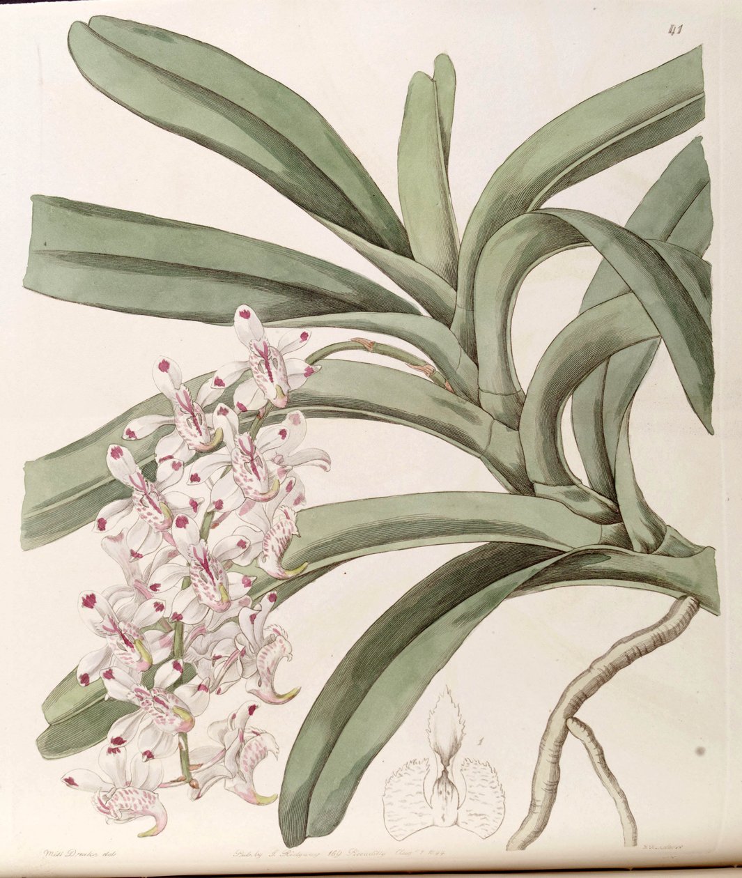 Aerides odoratum (som syn. af Miss Drake