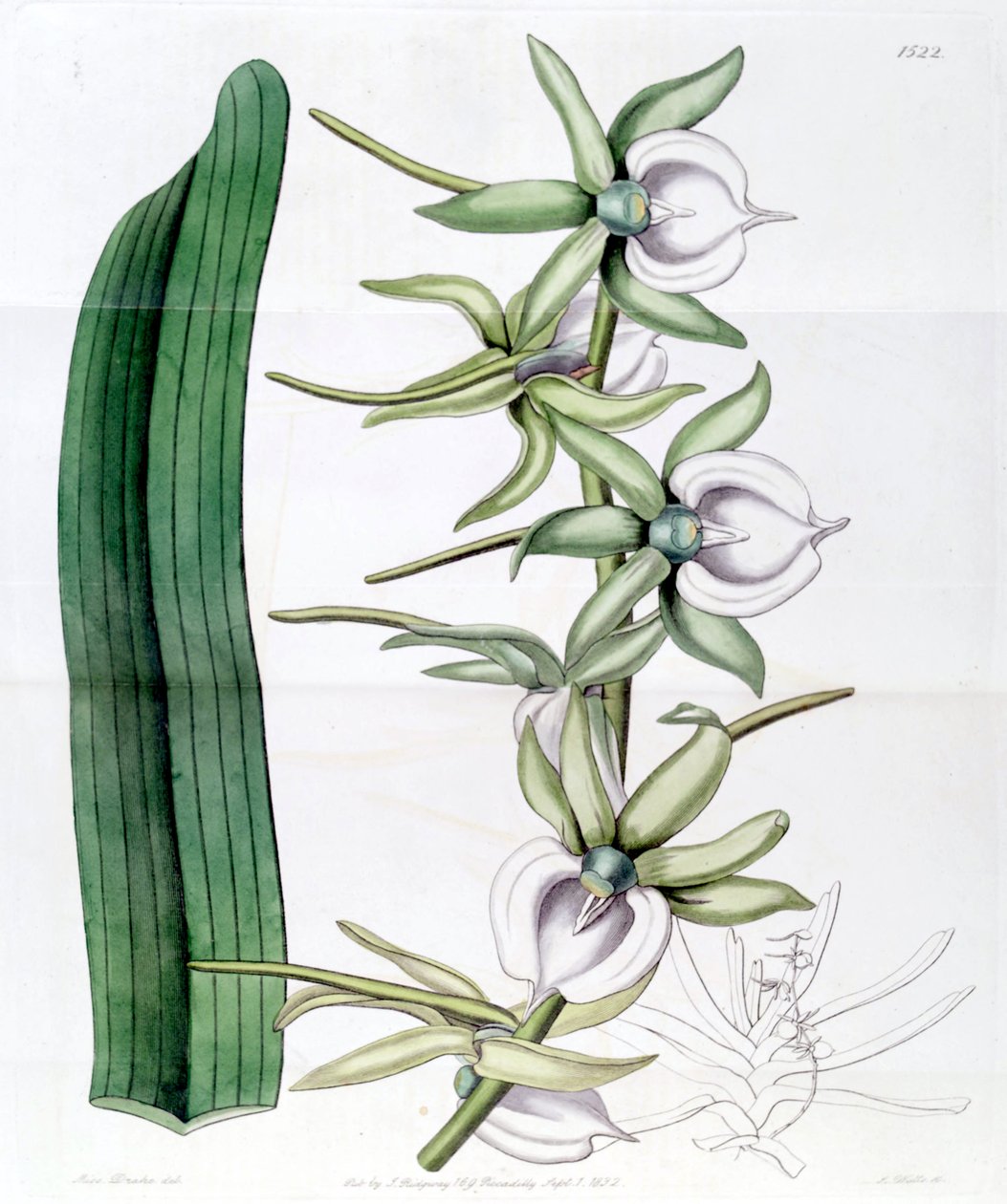 Angraecum elfenben af Miss Drake