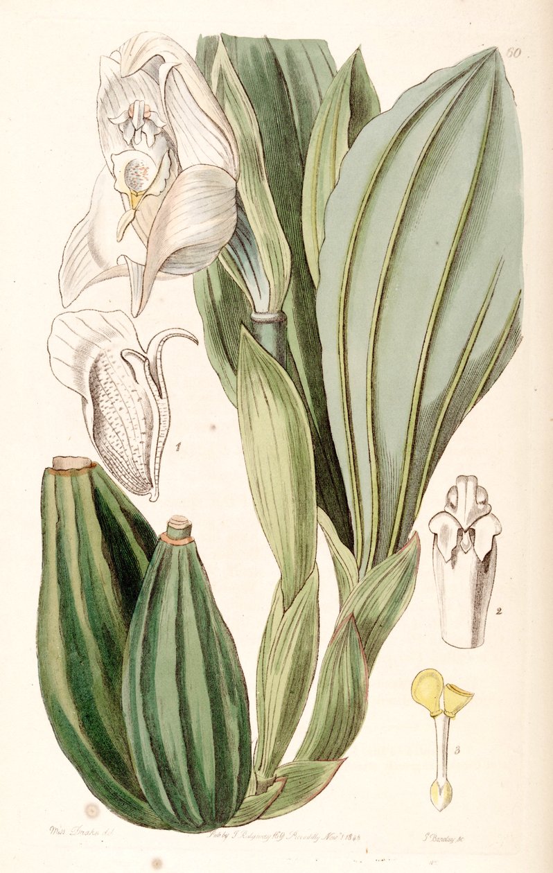 Anguloa uniflora af Miss Drake