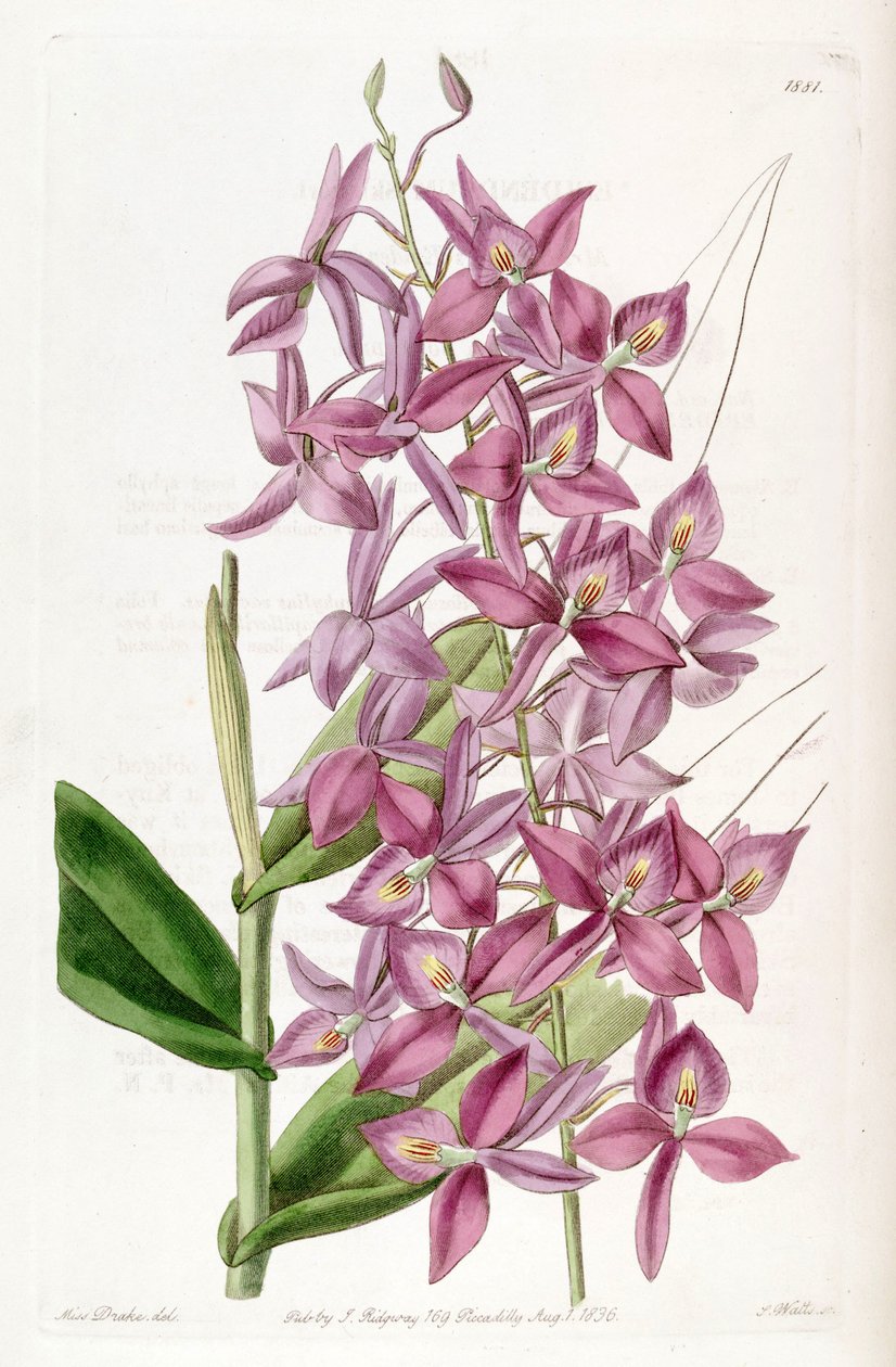 Barkeria skinneri (som syn. Epidendrum skinneri) af Miss Drake