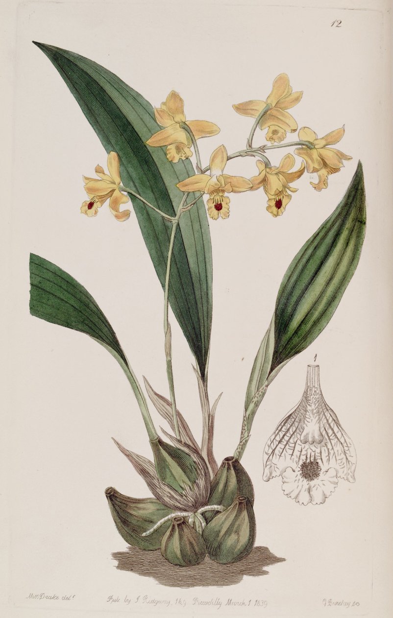Bifrenaria vitellina (som syn. Maxillaria vitellina) af Miss Drake