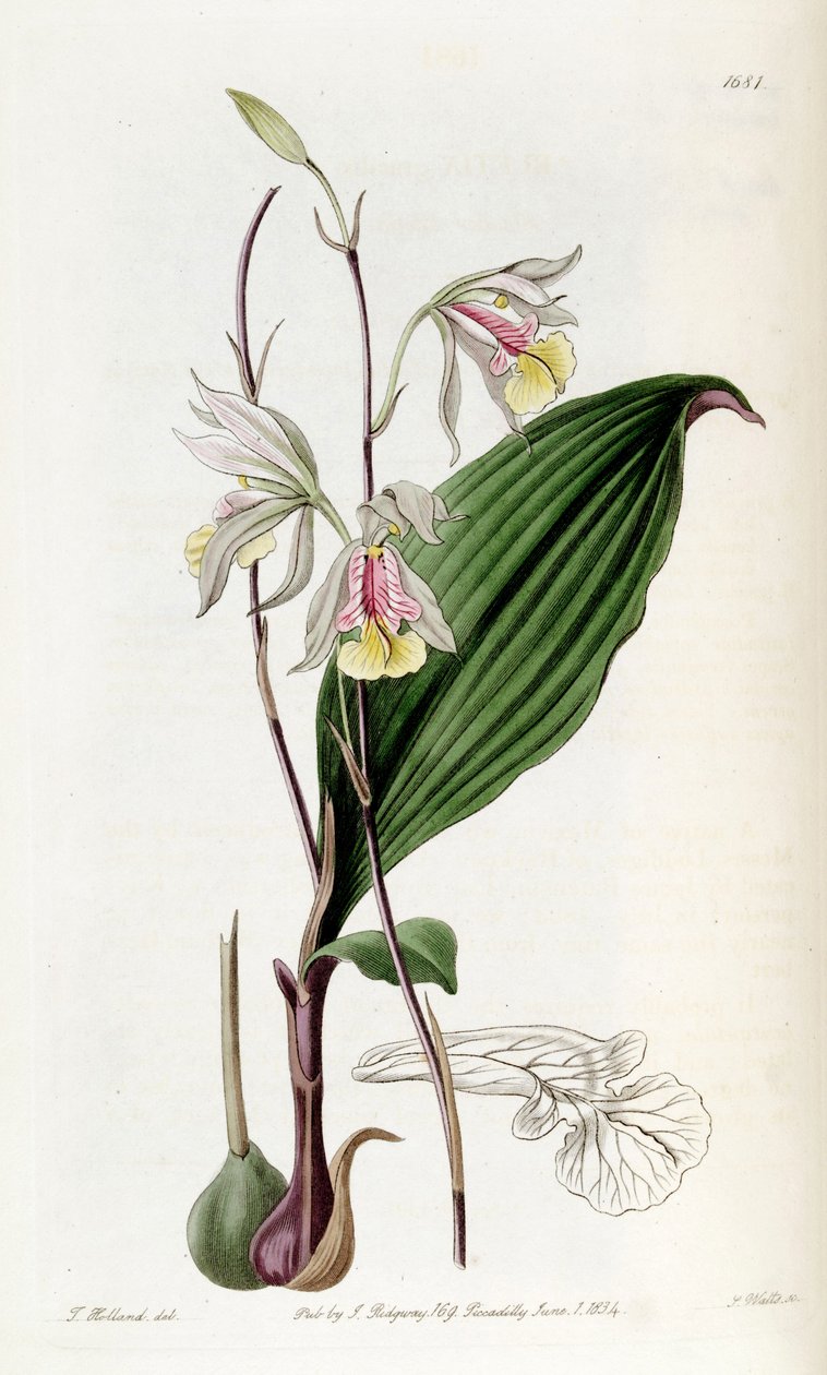 Bletia gracilis af Miss Drake