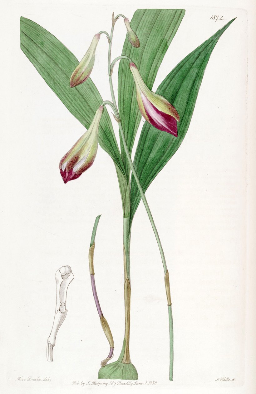 Bletia purpurata (som syn. Crybe rosea) af Miss Drake