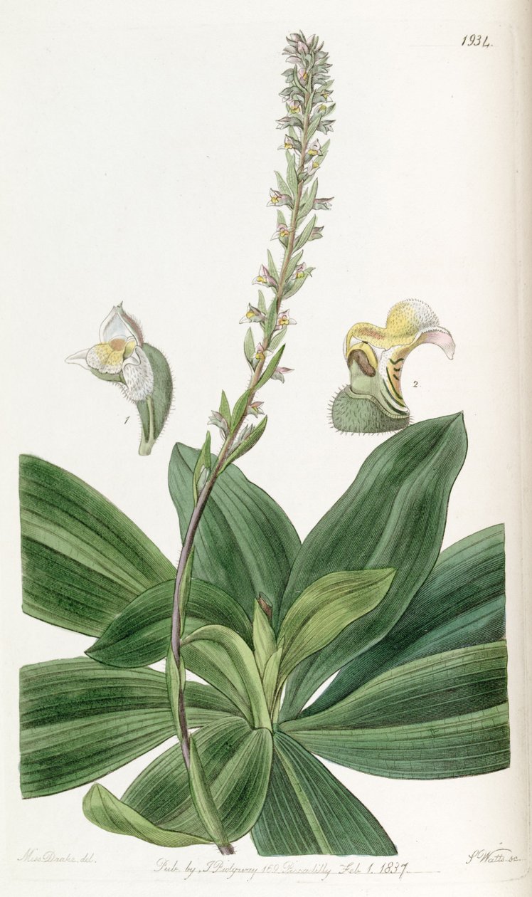 Brachystele bracteosa (som syn. Spiranthes bracteosa) af Miss Drake