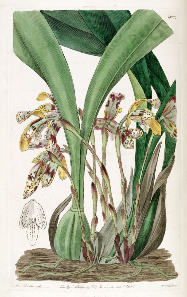 Brasiliorchis picta eller Maxillaria af Miss Drake