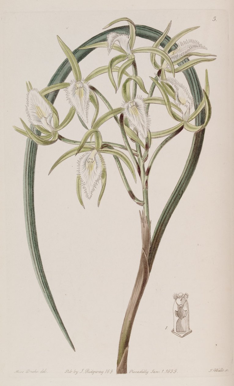 Brassavola martiana af Miss Drake