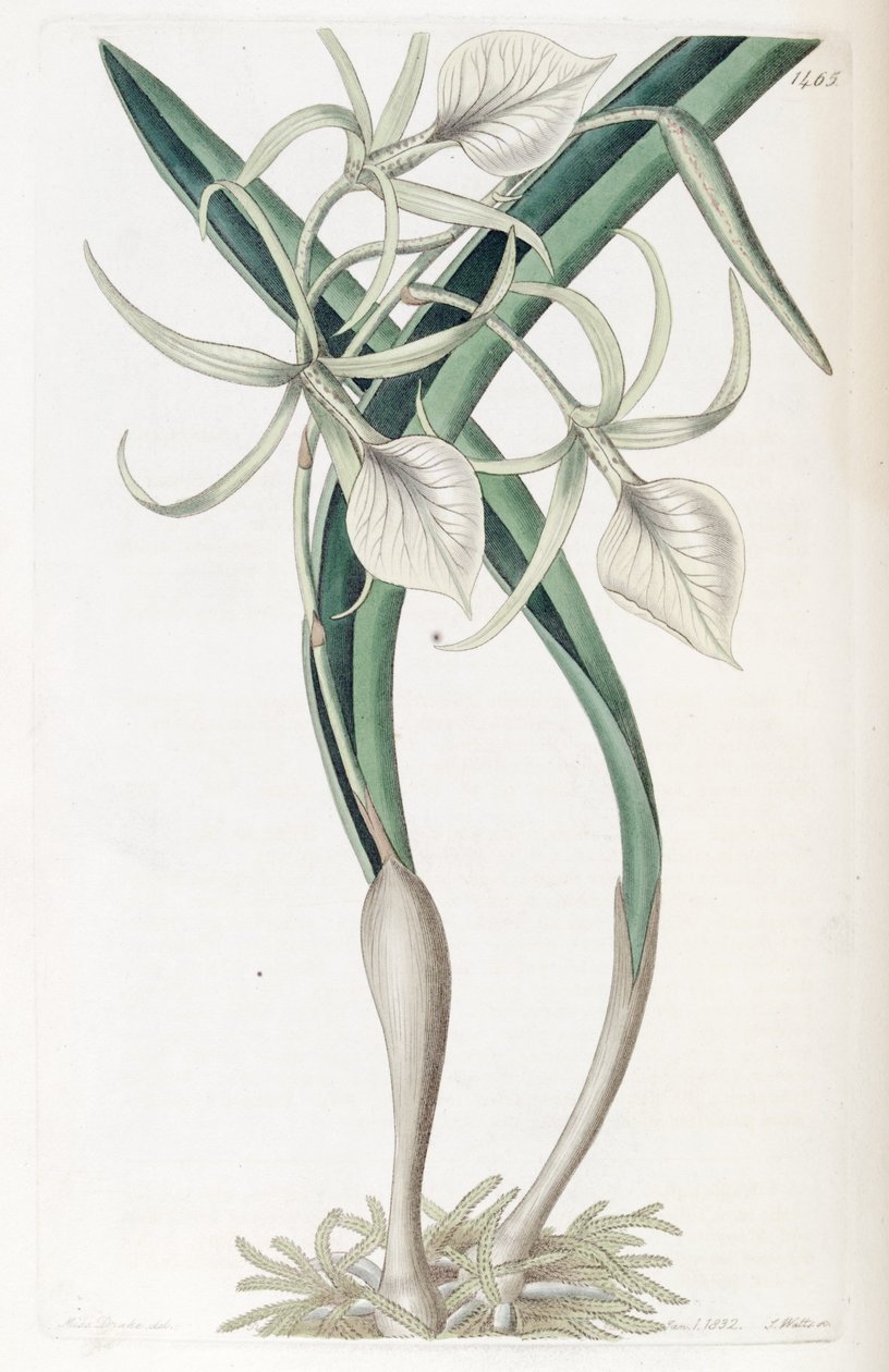 Brassavola nodosa af Miss Drake