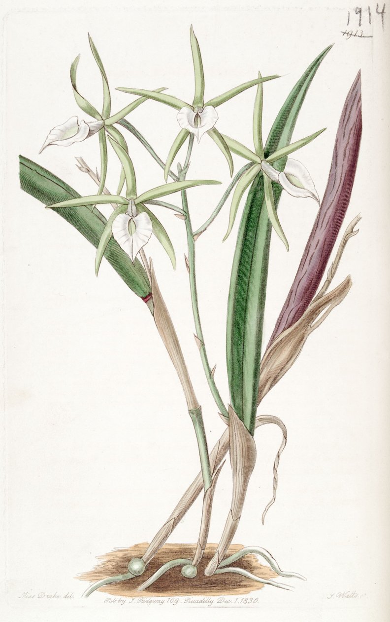 Brassavola subulifolia (som syn. Bassavola cordata) af Miss Drake