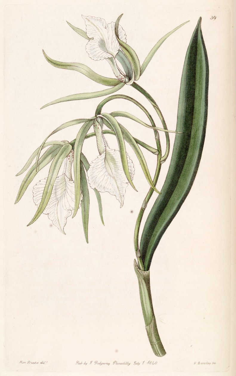Brassavola venosa af Miss Drake