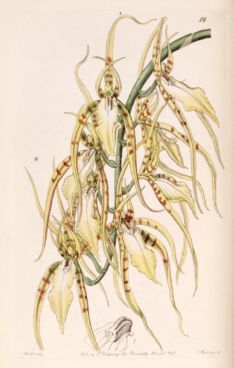 Brassia cochleata (som syn. Brassia lawrenceana) af Miss Drake