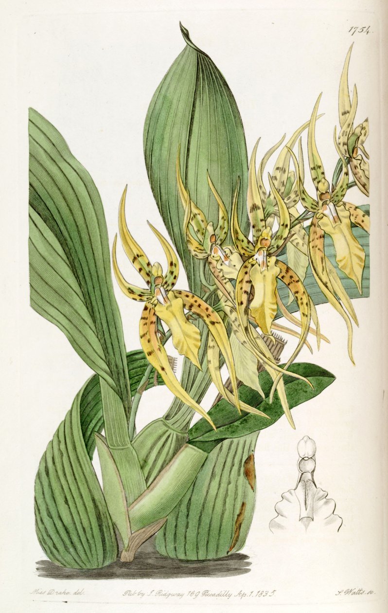 Brassia lanceana af Miss Drake