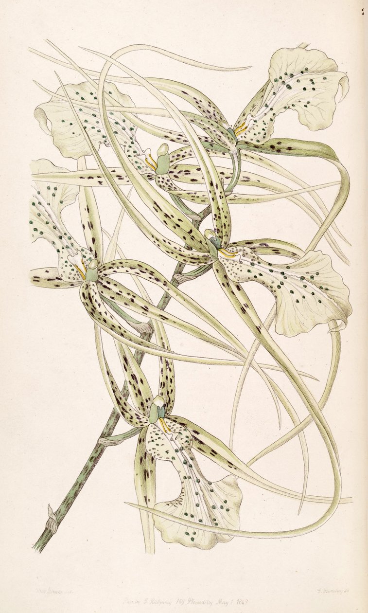Brassia verrucosa (som syn. Brassia brachiata) af Miss Drake
