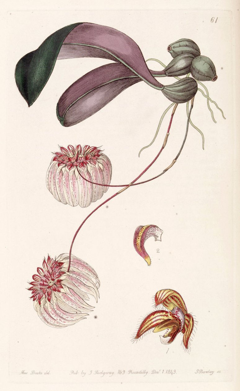 Bulbophyllum auratum (som syn. Cirrhopetalum auratum) af Miss Drake
