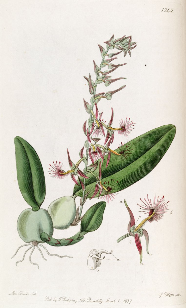 Bulbophyllum barbigerum (stavet Bolbophyllum barbigerum) af Miss Drake
