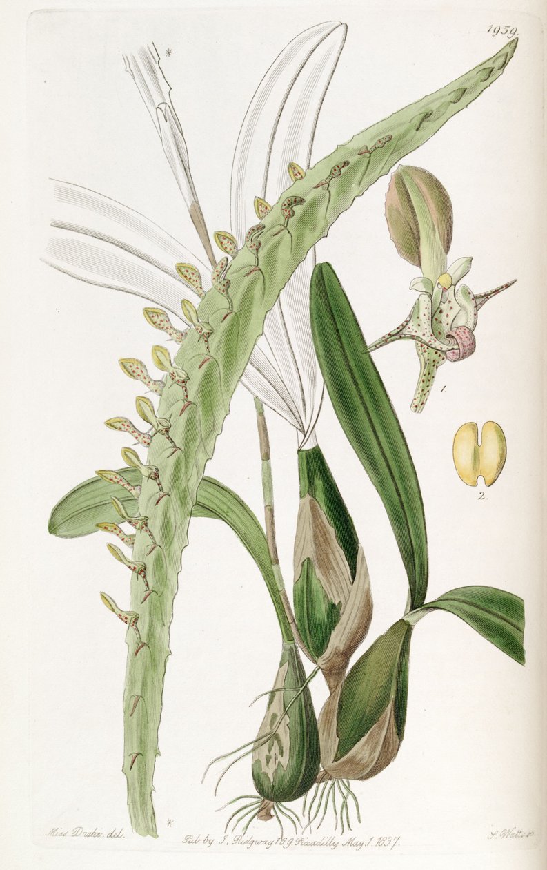 Bulbophyllum calyptratum var. calyptratum (som syn. Megaclinium maksimum) af Miss Drake
