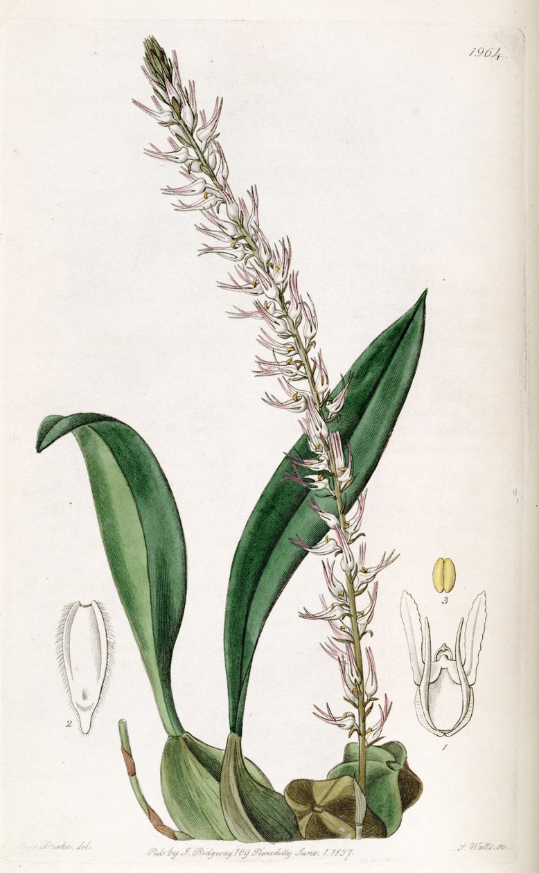 Bulbophyllum cocoinum (stavet Bolbophyllum cocoinum) af Miss Drake