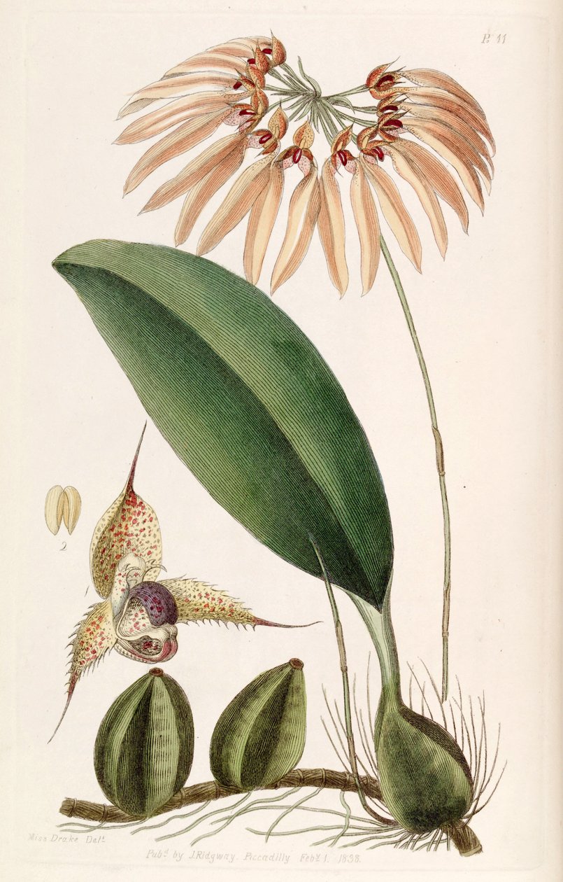 Bulbophyllum eberhardtii eller Bulbophyllum longiflorum (som syn. Cirrhopetalum thouarsii) af Miss Drake