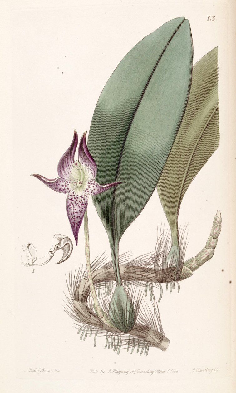 Bulbophyllum macranthum (stavet Bolbophyllum macranthum) af Miss Drake