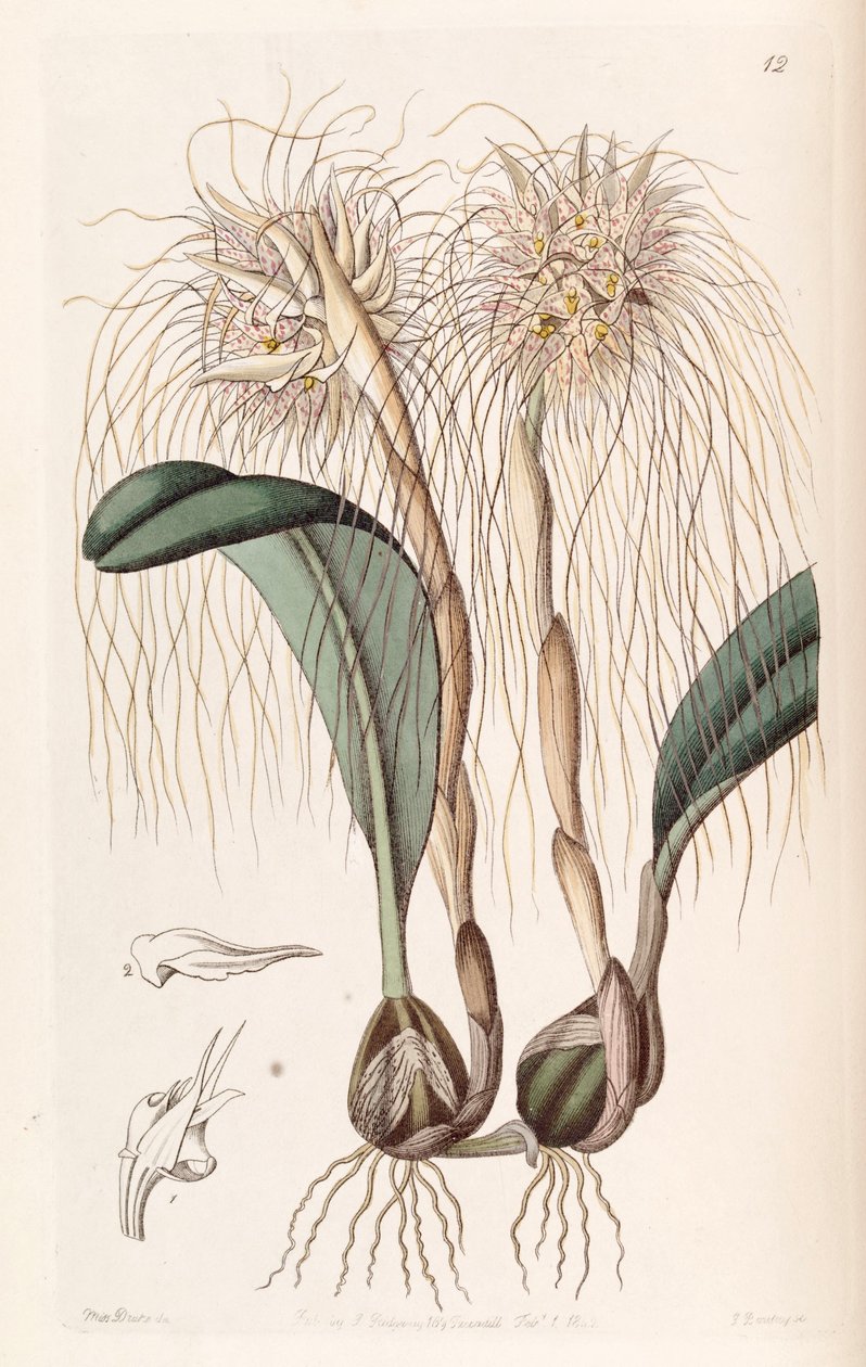 Bulbophyllum medusae (som syn. Cirrhopetalum medusae) af Miss Drake