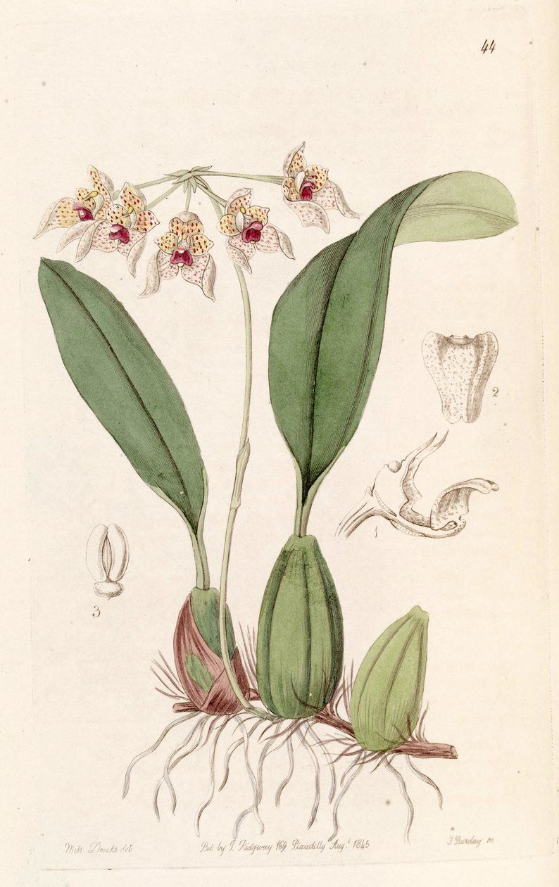 Bulbophyllum umbellatum (stavet Bolbophyllum umbellatum) af Miss Drake