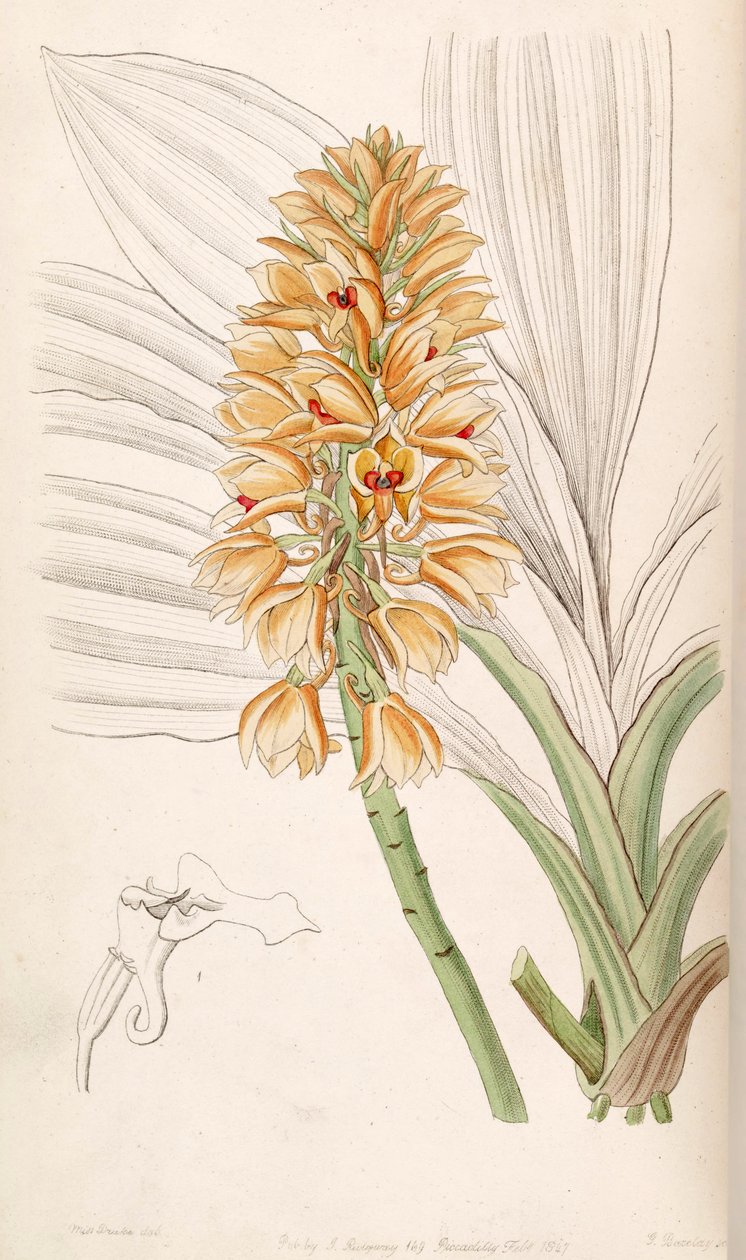 Calanthe pulchra (som syn. Calanthe curculigoides) af Miss Drake