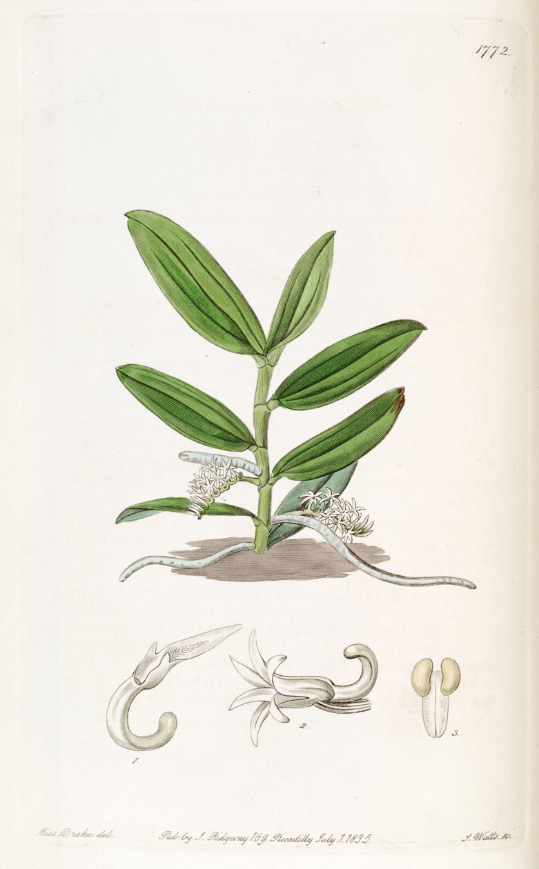 Campylocentrum micranthum (som syn. Angraecum micranthum) af Miss Drake
