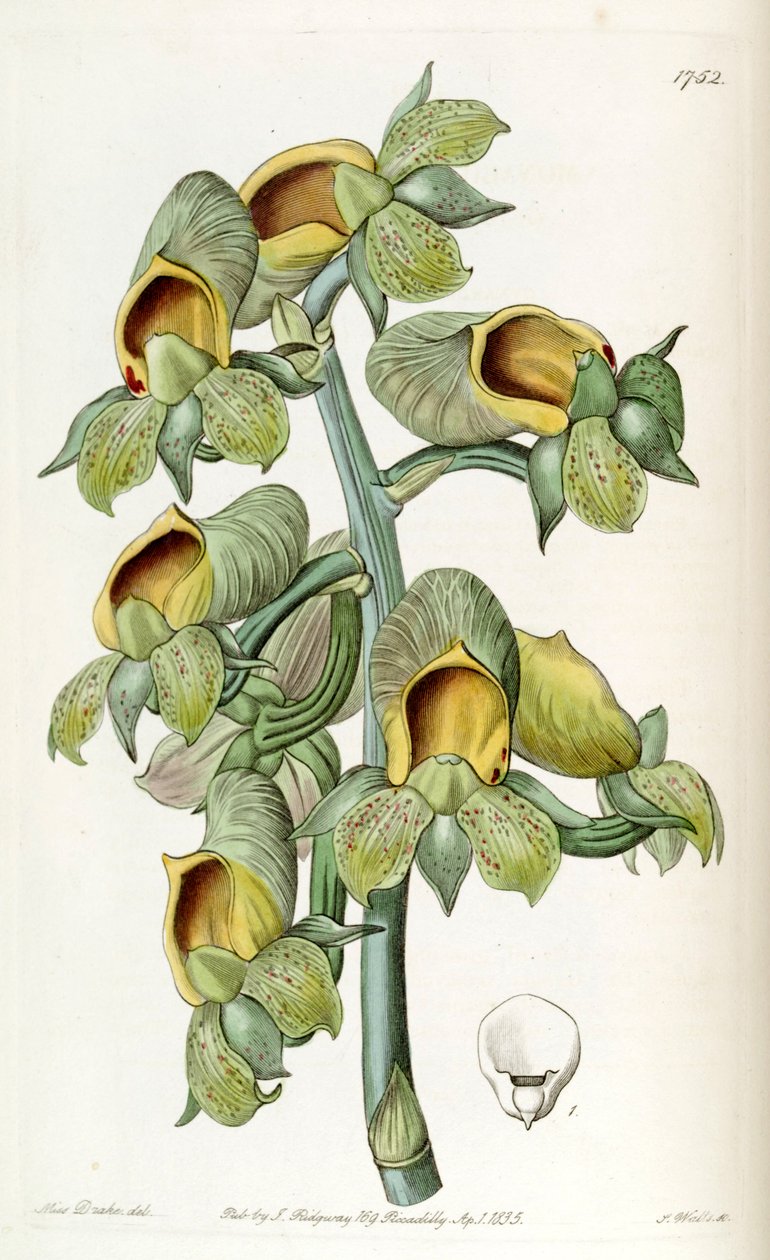 Catasetum cernuum (som syn. Monachanthus viridis) af Miss Drake