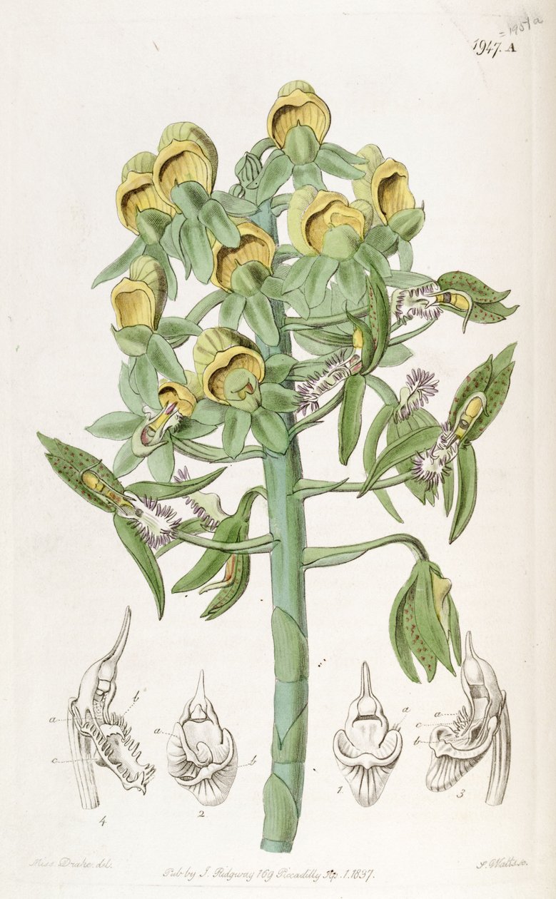 Catasetum cristatum, med hunblomster (øverst) og hanblomster (nederst).   Fejlagtigt beskrevet af Dr. John Lindley som Monochanthus cristatus og Myanthus cristatus af Miss Drake
