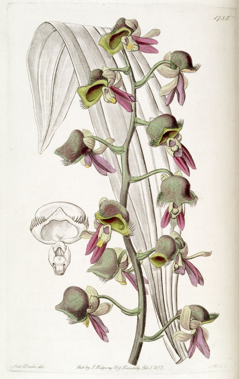 Catasetum misfarvning (som syn. Monachanthus misfarvning) af Miss Drake