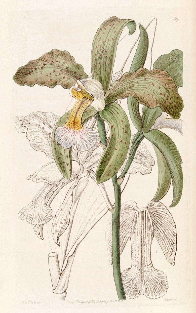 Cattleya granulosa (som syn. Cattleya granulosa var. Russelliana) af Miss Drake