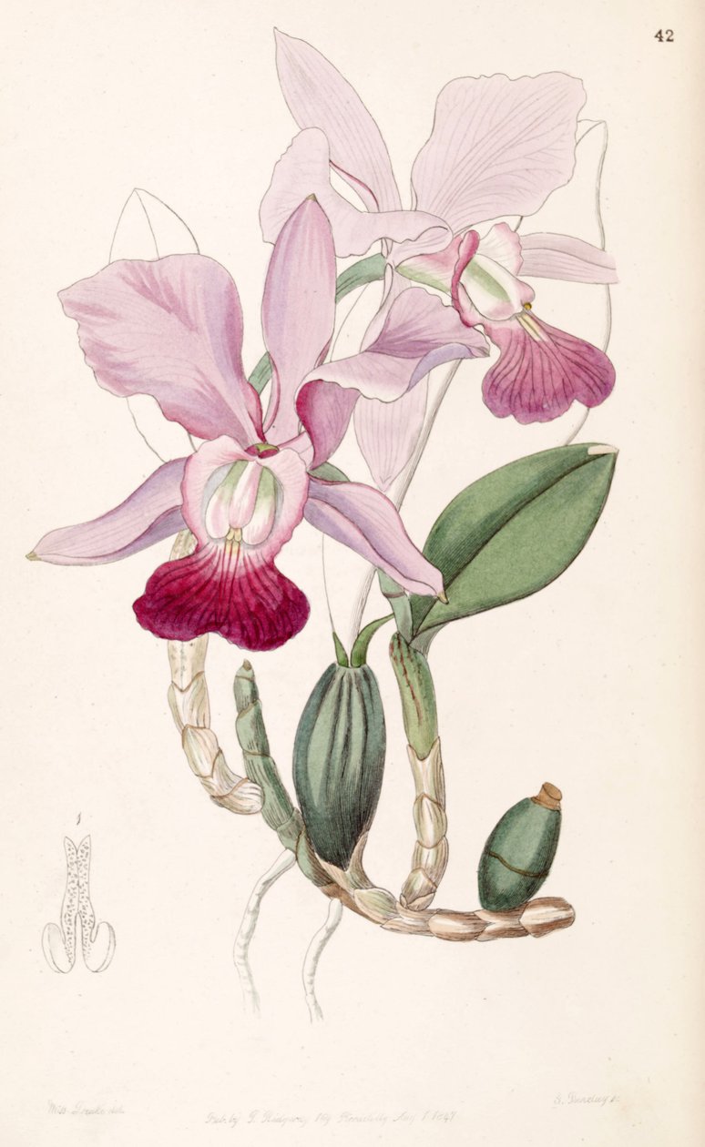 Cattleya walkeriana (som syn. Cattleya bulbosa) af Miss Drake