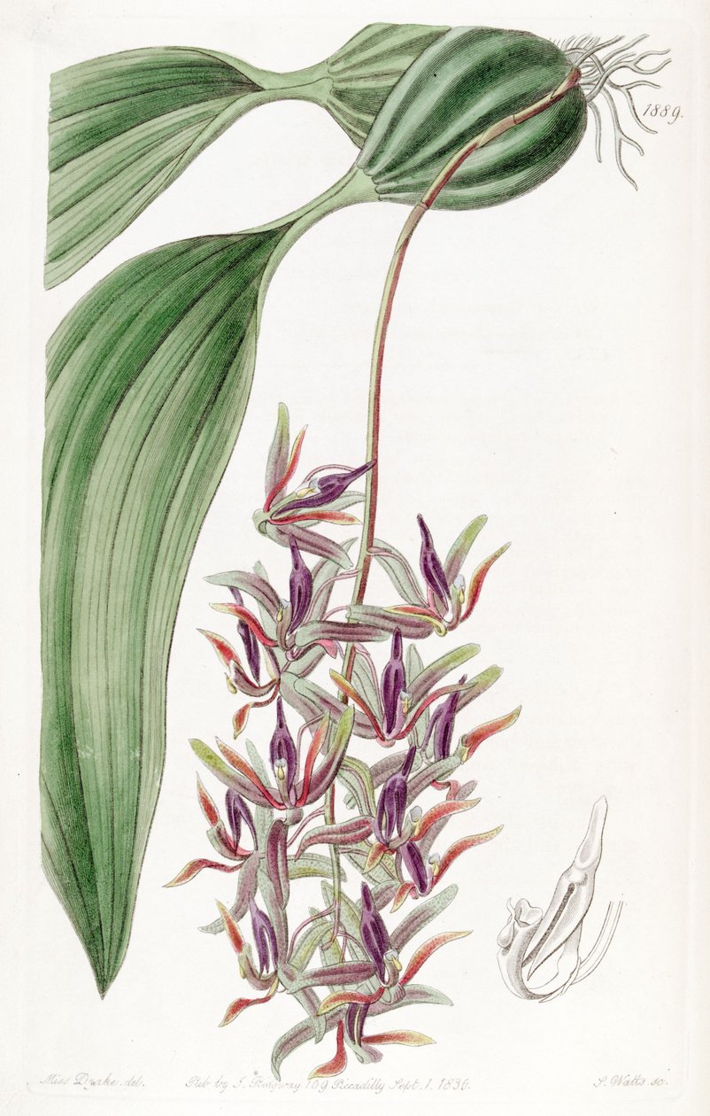 Cirrhaea afhængig (som syn. Cirrhaea melanogaster) af Miss Drake