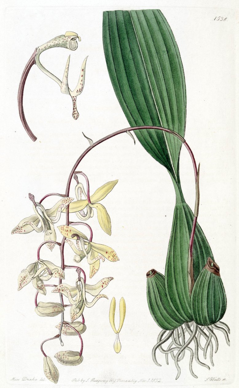 Cirrhaea loddigesii af Miss Drake
