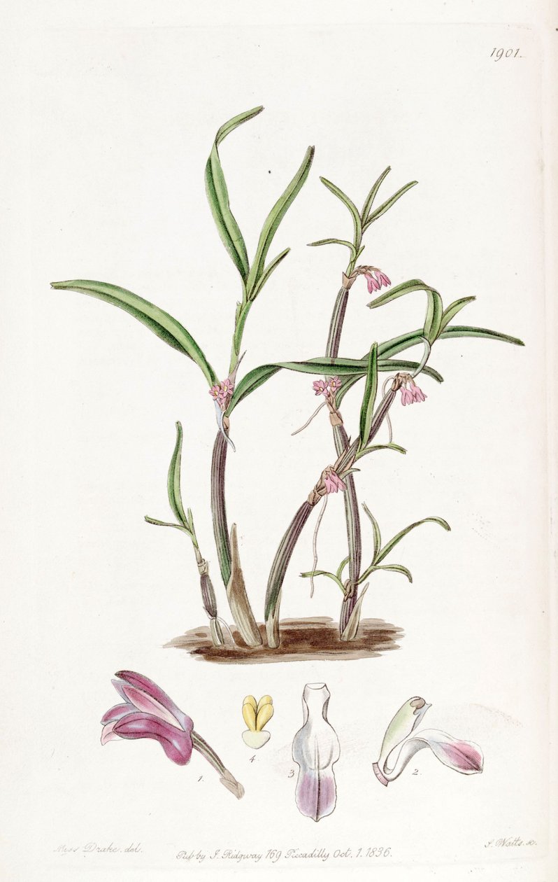 Cladobium graminifolium (som syn. Scaphyglottis violacea) af Miss Drake