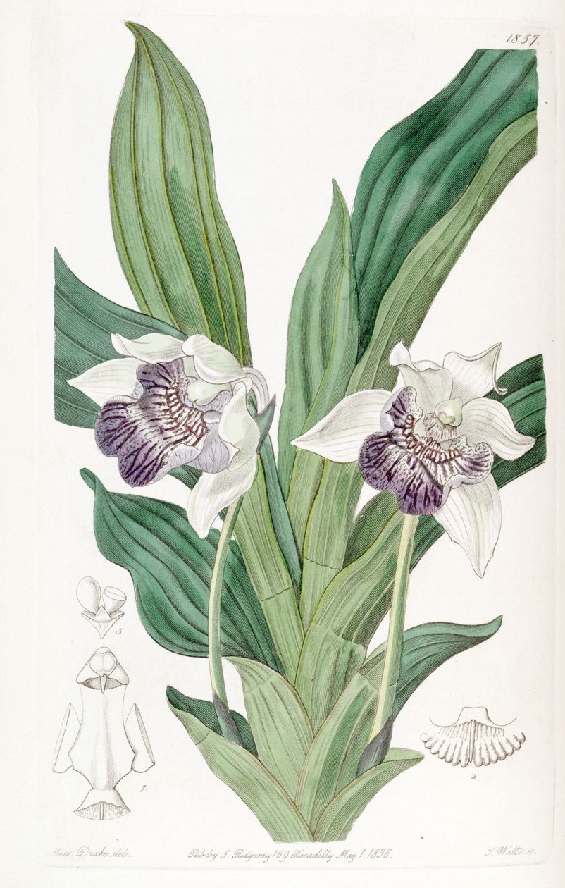 Cochleanthes flabelliformis (som syn. Zygopetalum cochleare) af Miss Drake
