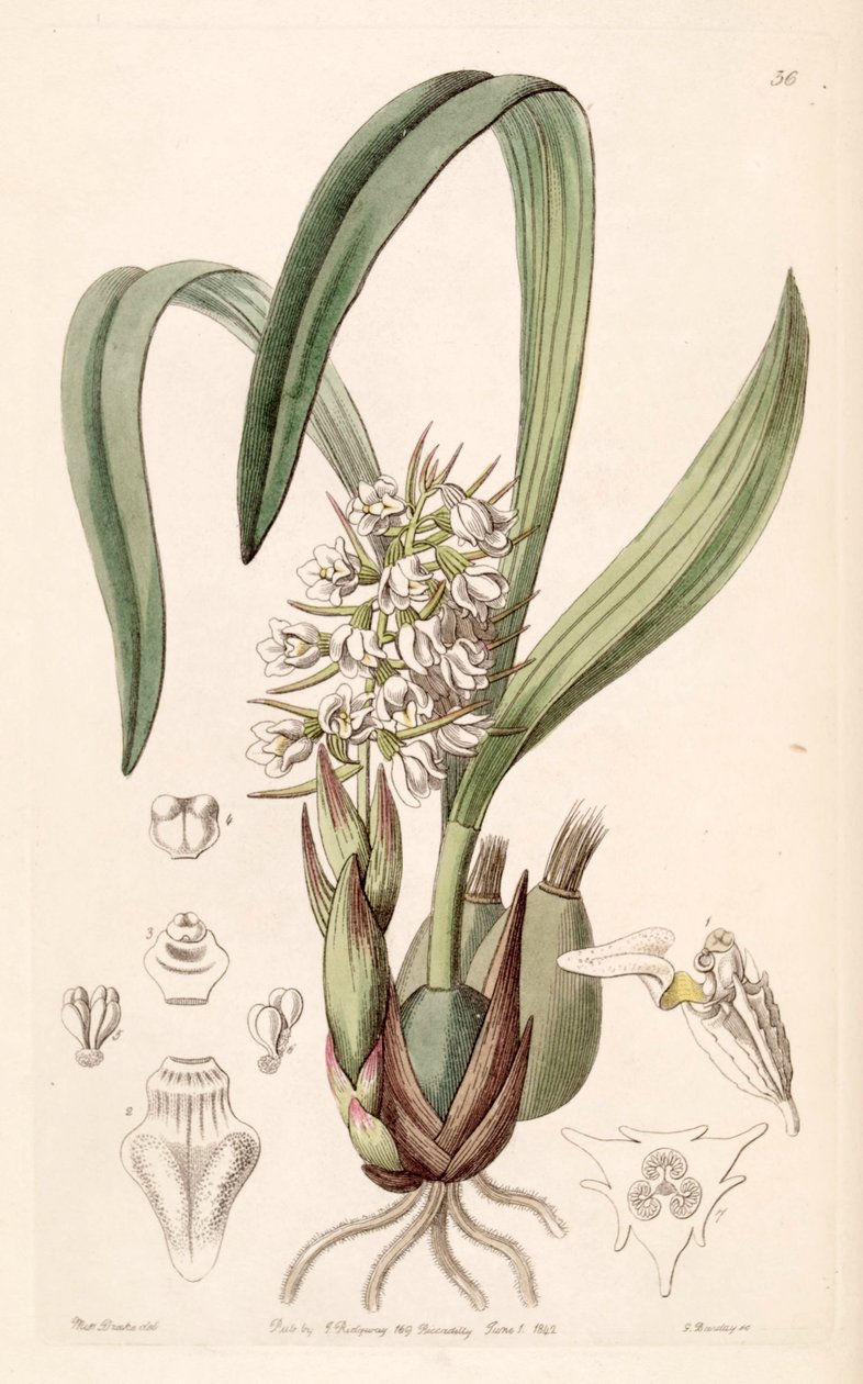 Coelia triptera (som syn. Coelia baueriana) af Miss Drake