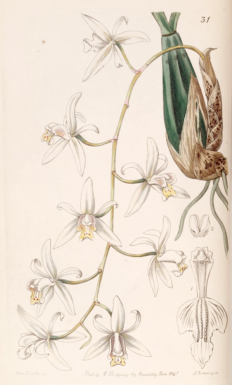 Coelogyne flaccida af Miss Drake