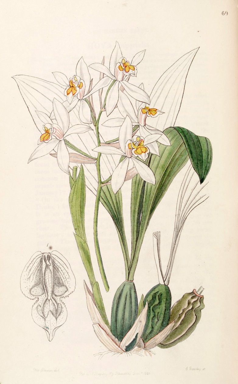 Coelogyne nitida (som syn. Coelogyne ochracea) af Miss Drake