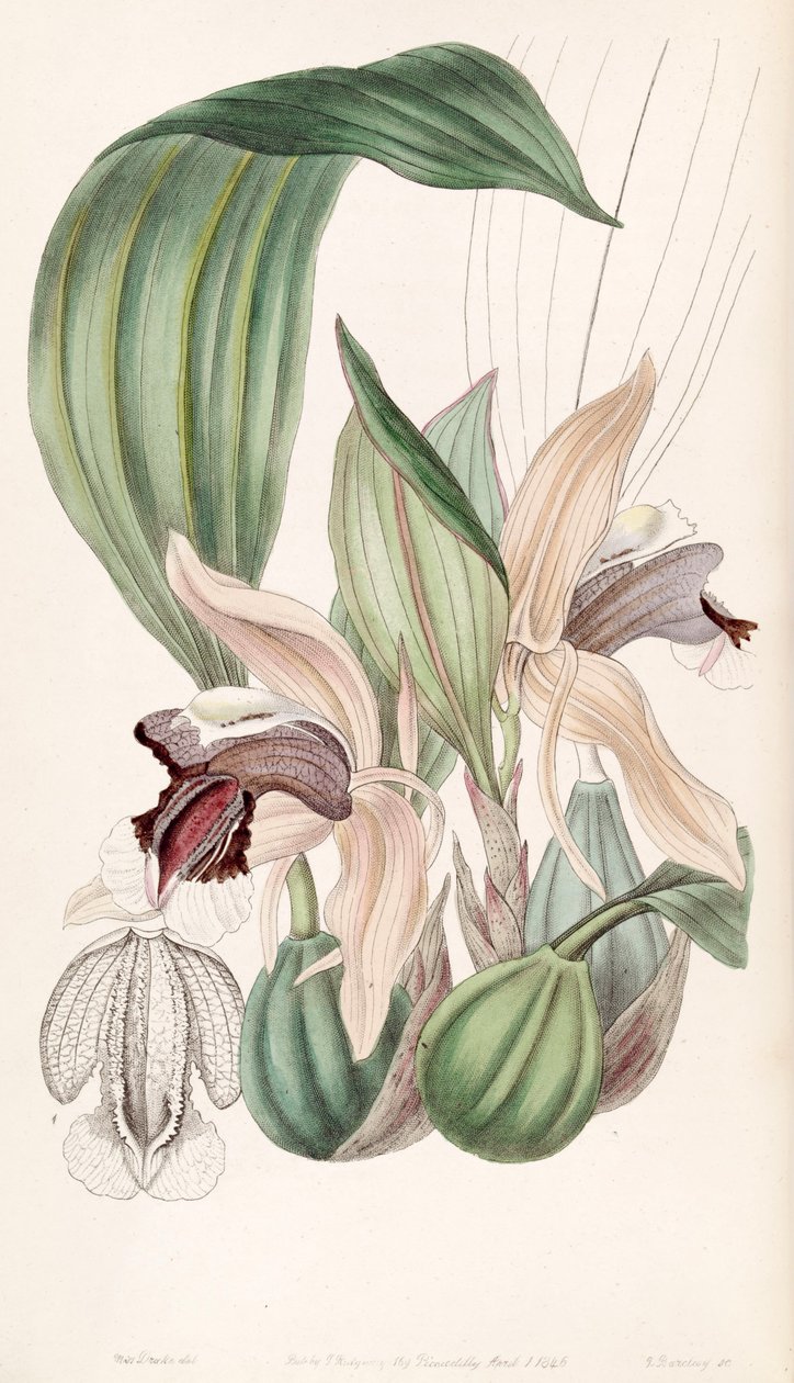 Coelogyne speciosa af Miss Drake
