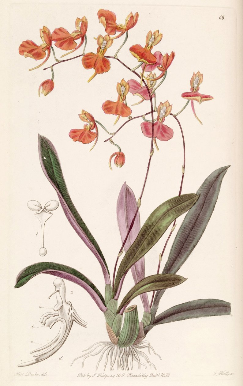 Comparettia coccinea af Miss Drake