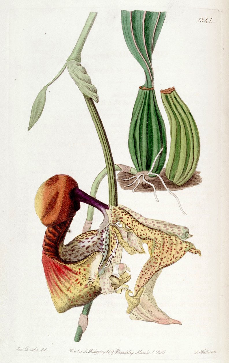 Coryanthes macrantha af Miss Drake