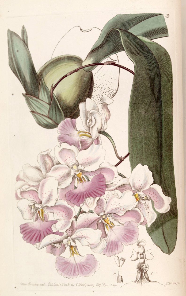 Cuitlauzina pendula (som syn. Odontoglossum citrosmum) af Miss Drake