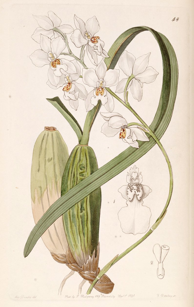 Cuitlauzina pulchella eller Odontoglossum pulchellum eller Osmoglossum pulchellum af Miss Drake