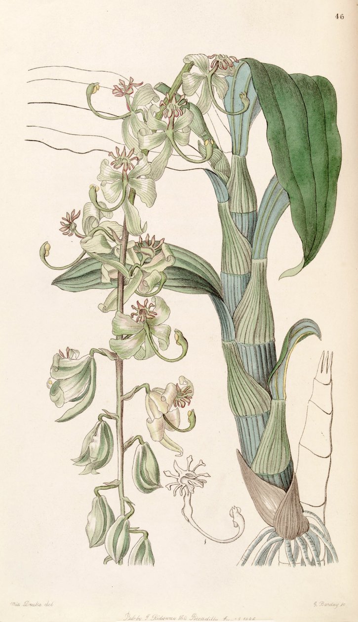 Cycnoches starryi (som syn. Cycnoches egertonianum var. Grøn af Miss Drake