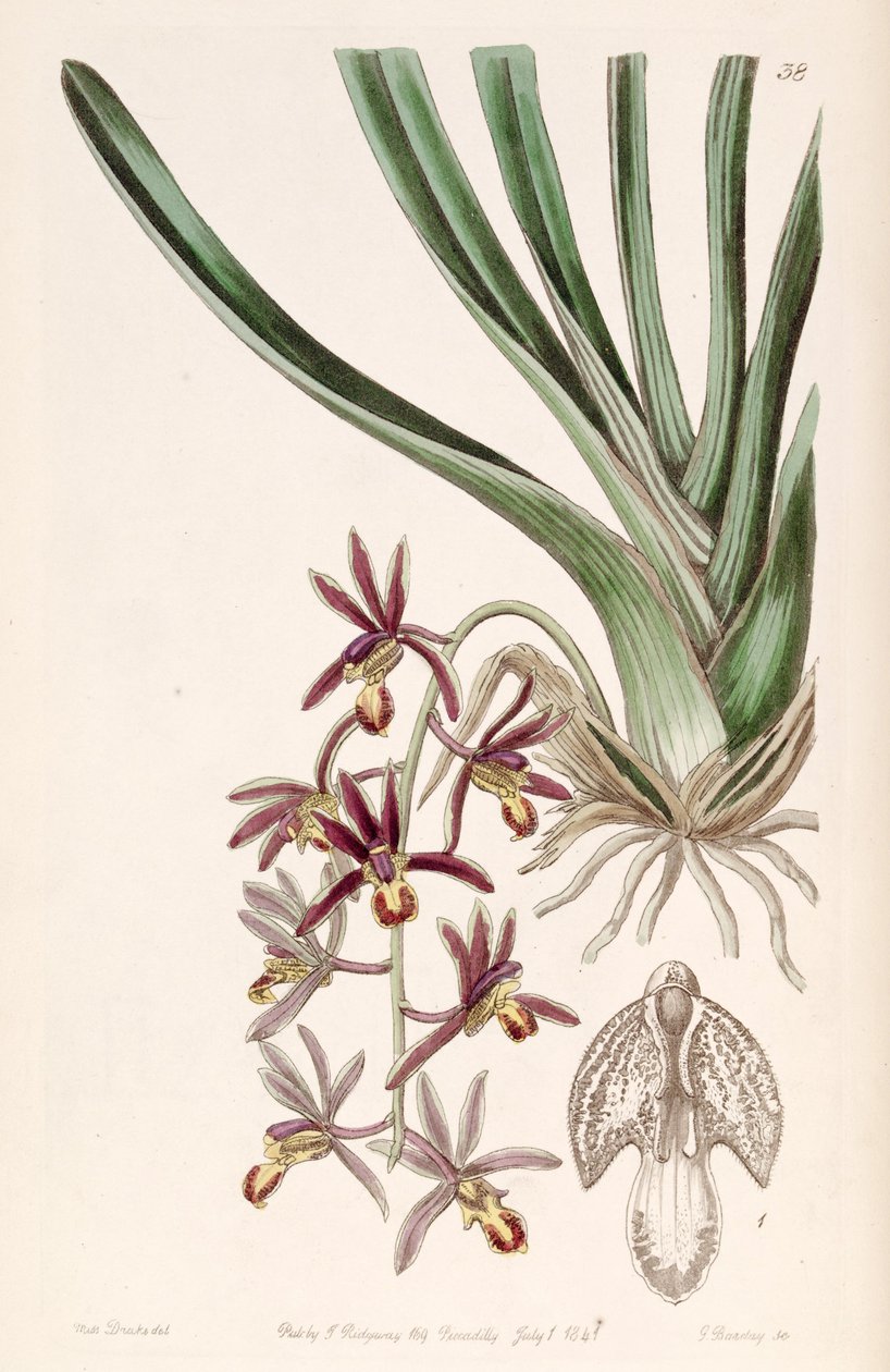 Cymbidium bicolor subsp. pubescens (som syn. Cymbidium pubescens) af Miss Drake
