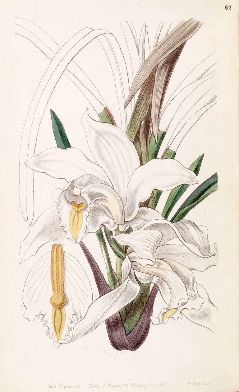 Cymbidium elfenben af Miss Drake