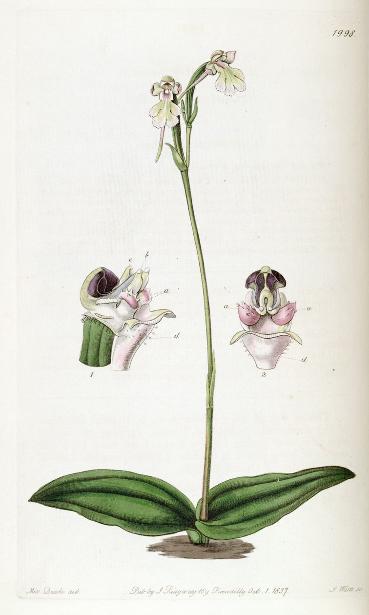 Cynorkis fastigiata (stavet som Cynorchis fastigiata) af Miss Drake