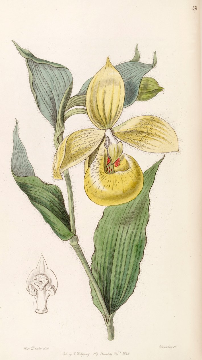 Cypripedium irapeanum af Miss Drake