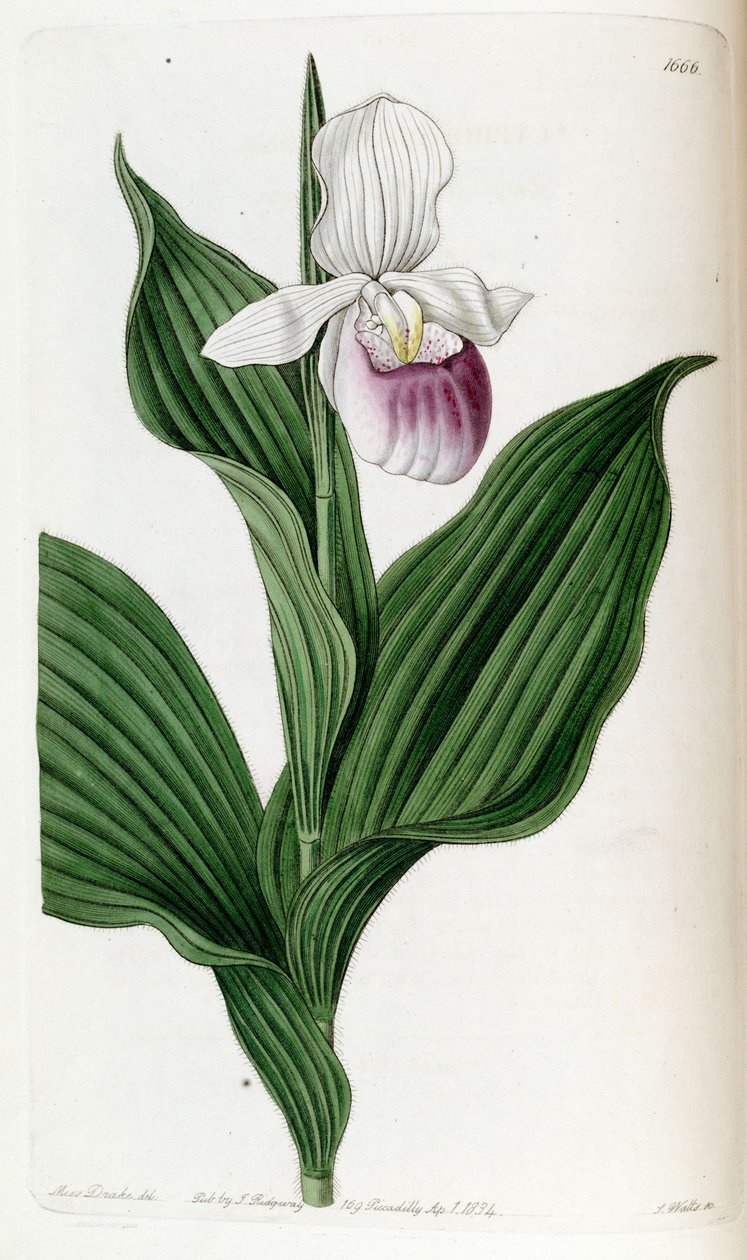 Cypripedium princess (som syn. Cypripedium spectabile) af Miss Drake