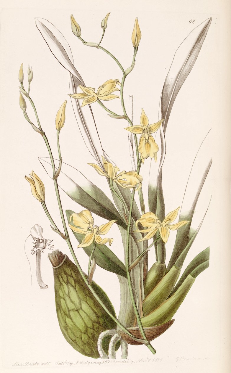 Cyrtochilum aureum (som syn. Cyrtochilum mystacinum) af Miss Drake